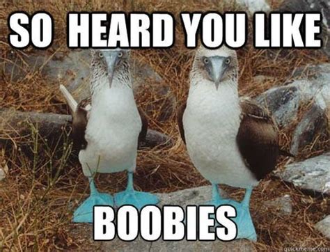 funny pics of breasts|Here's some boobies for you guys : r/memes .